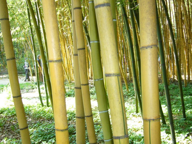 Phyllostachys-viridis.jpg