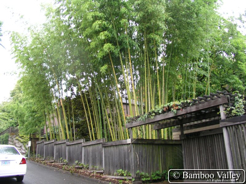 Phyllostachys vivax with beautiful wood fence.JPG