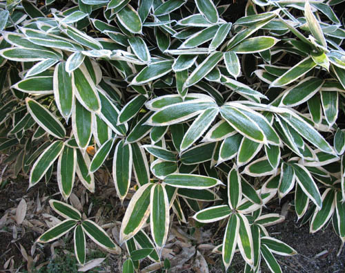 sasa veitchii with frost,small.jpg