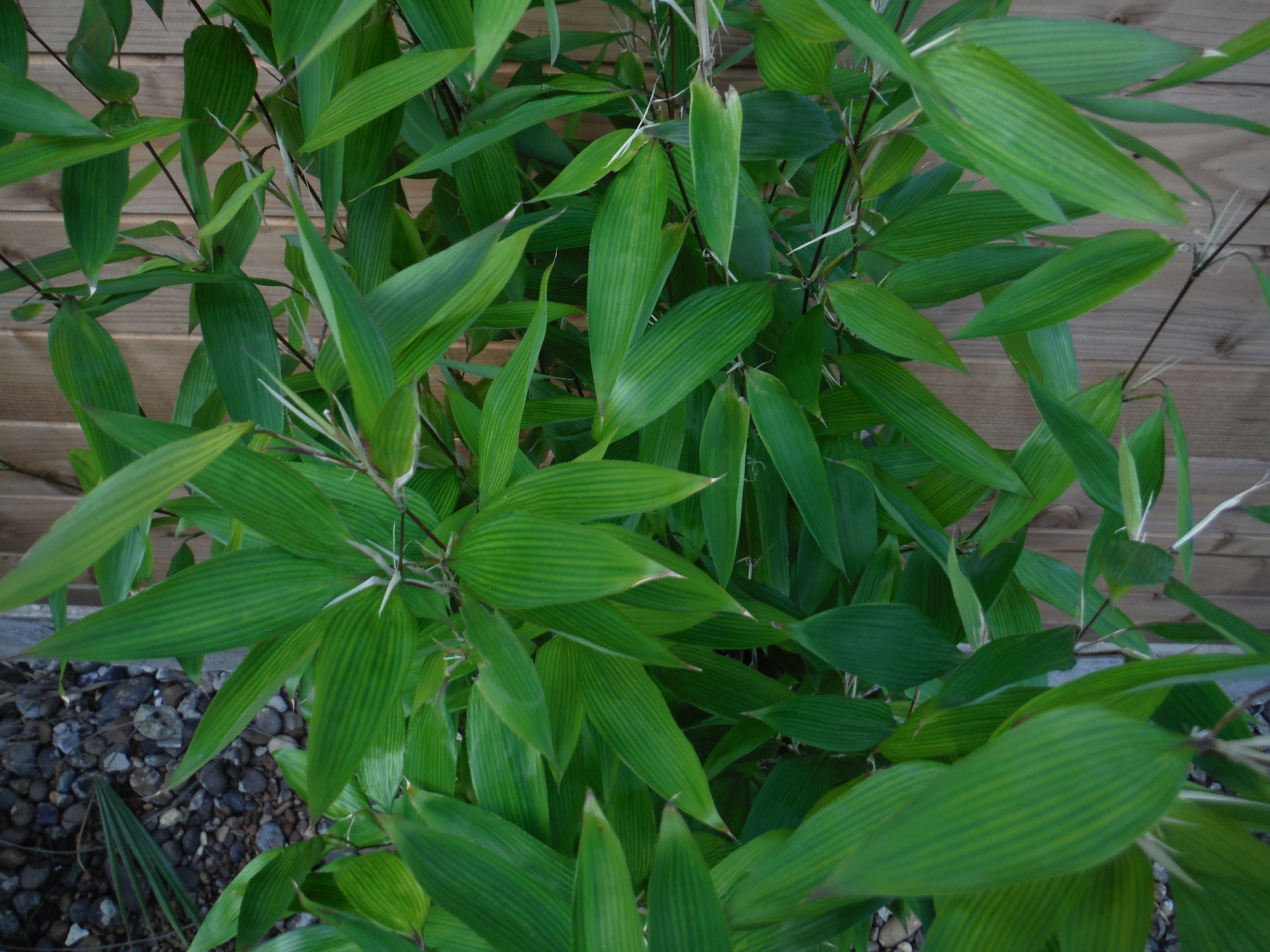 Shibataea-kumasaca-7L-leaf.jpg