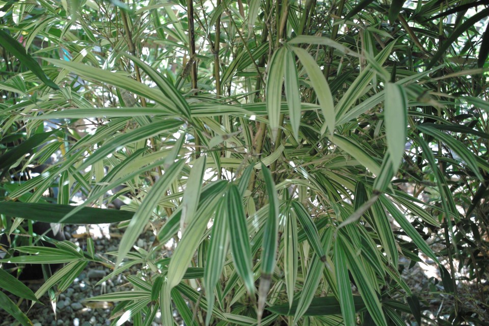 bamboo_sinobambusa_tootsik_variegata.jpg