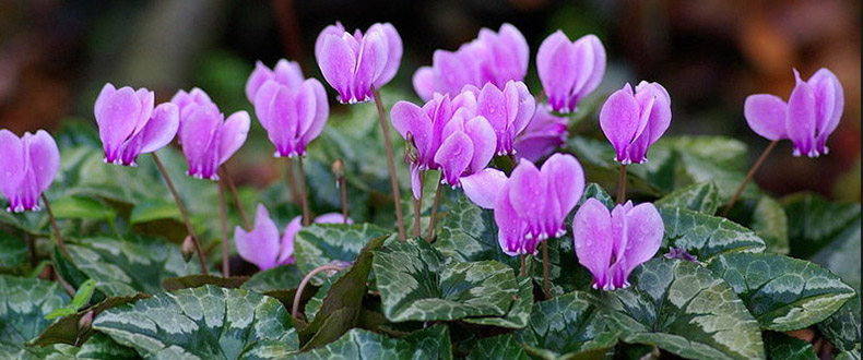 How-To-Care-For-Cyclamen-1.jpg