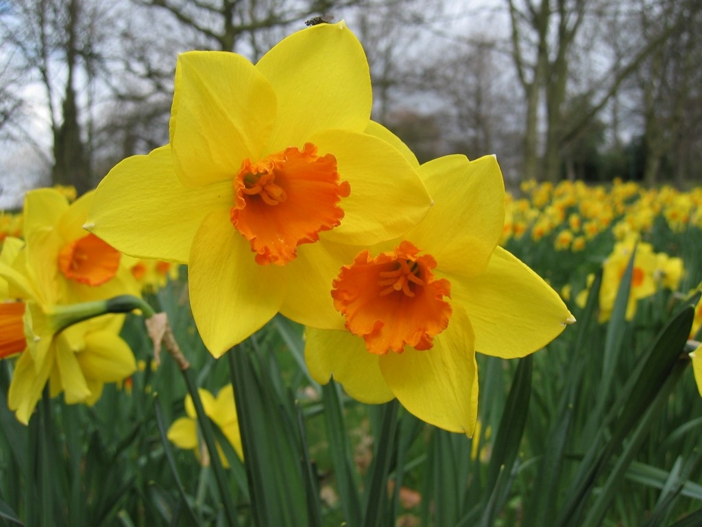 Daffodil-Fortune-2.jpg