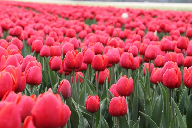 tulipanes (1).jpg