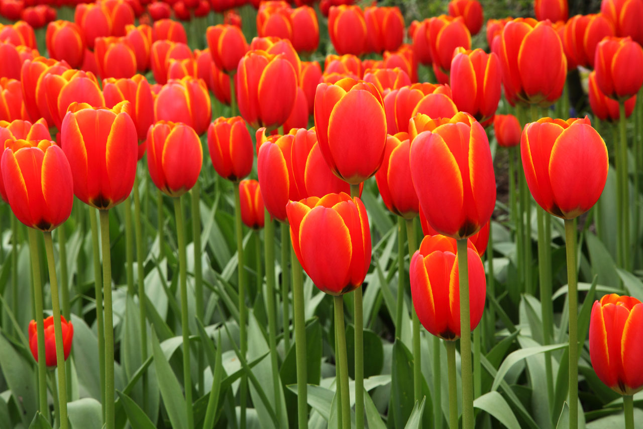 tulipan-rojo-6.jpg