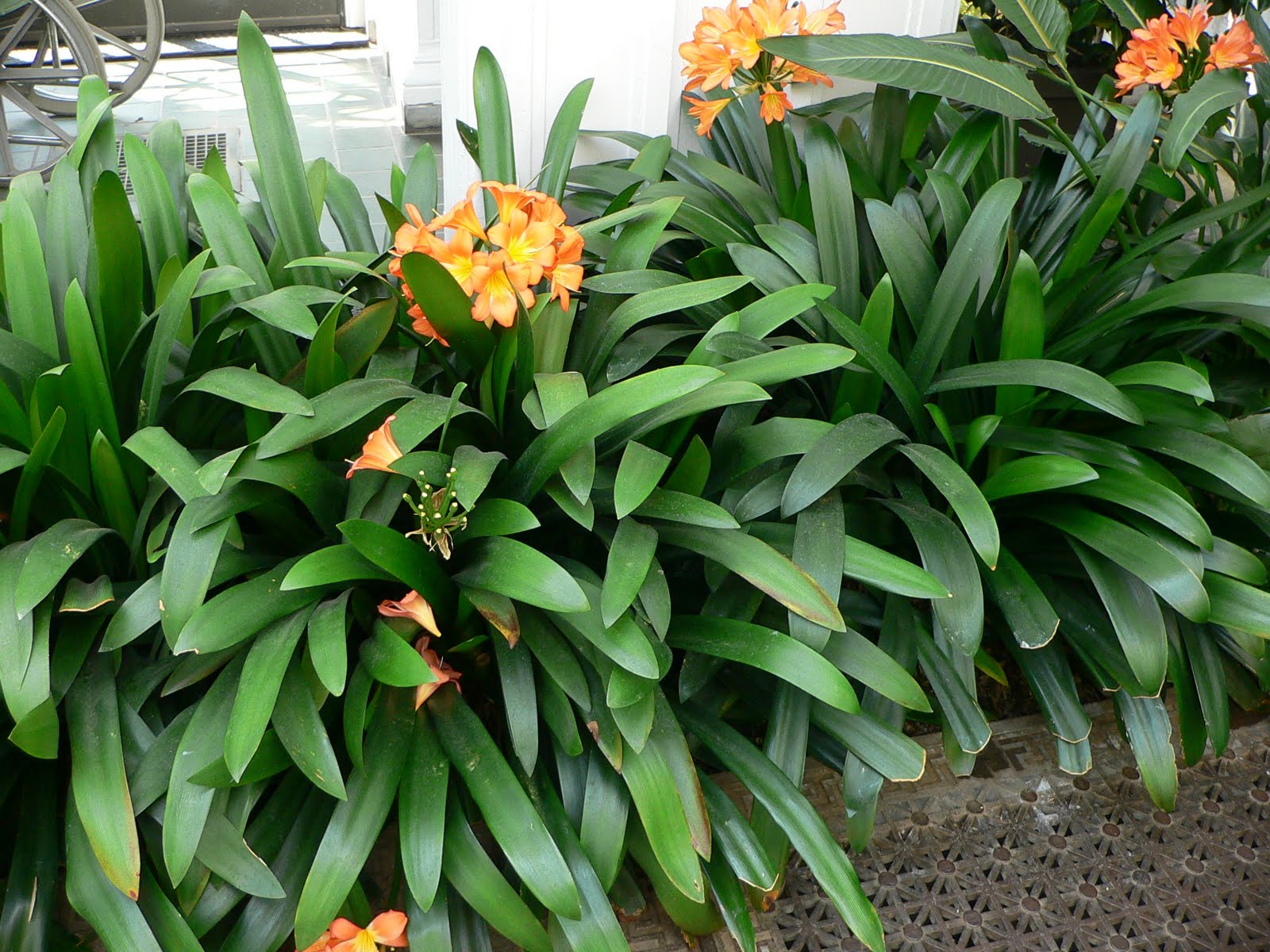 Clivia miniata (Clivia).jpg