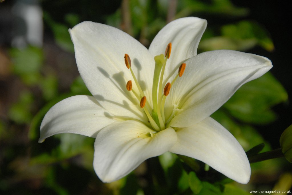 lilium-white-asiatic.jpg