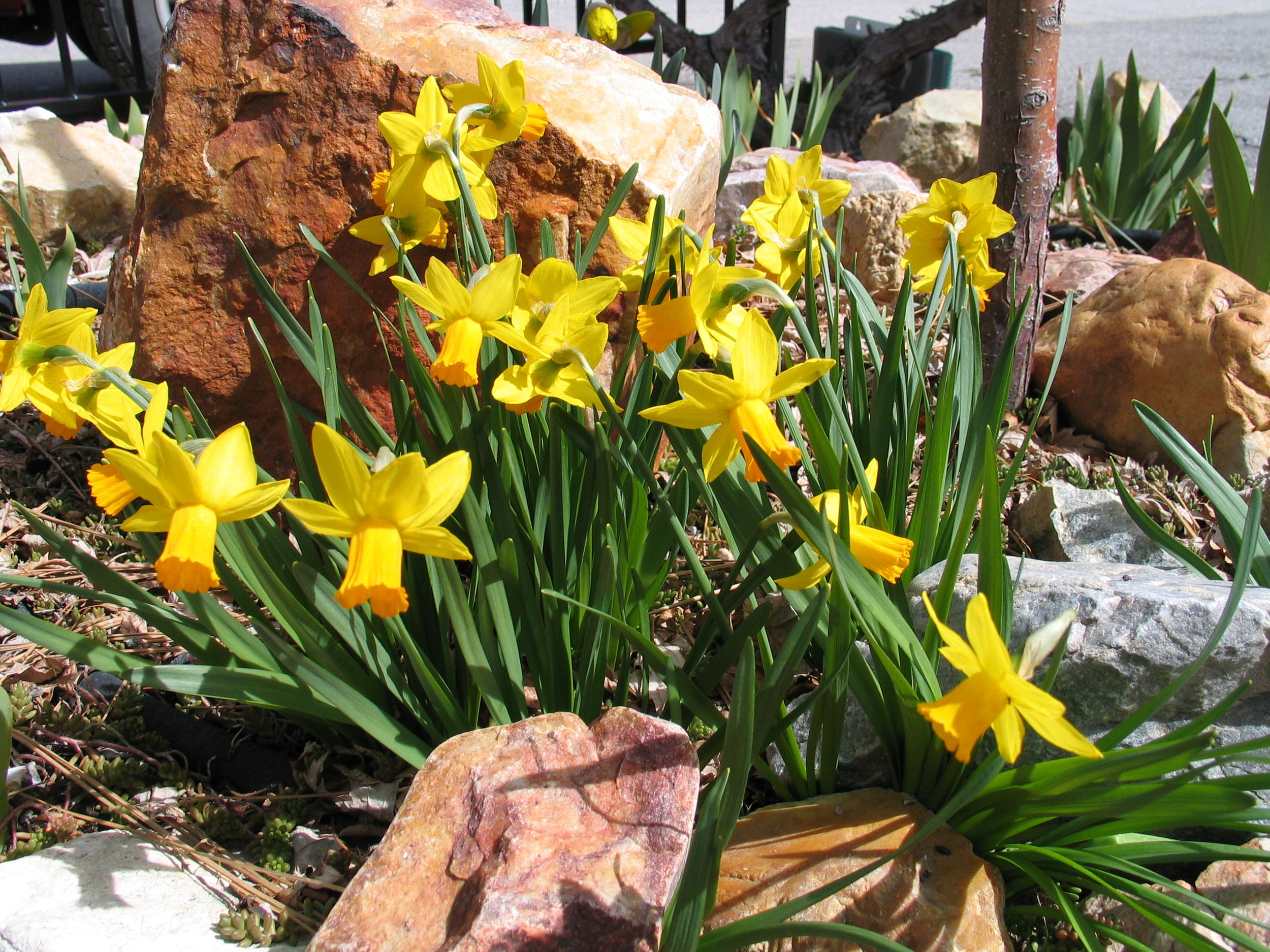 DaffodislNarcissussp6.jpg