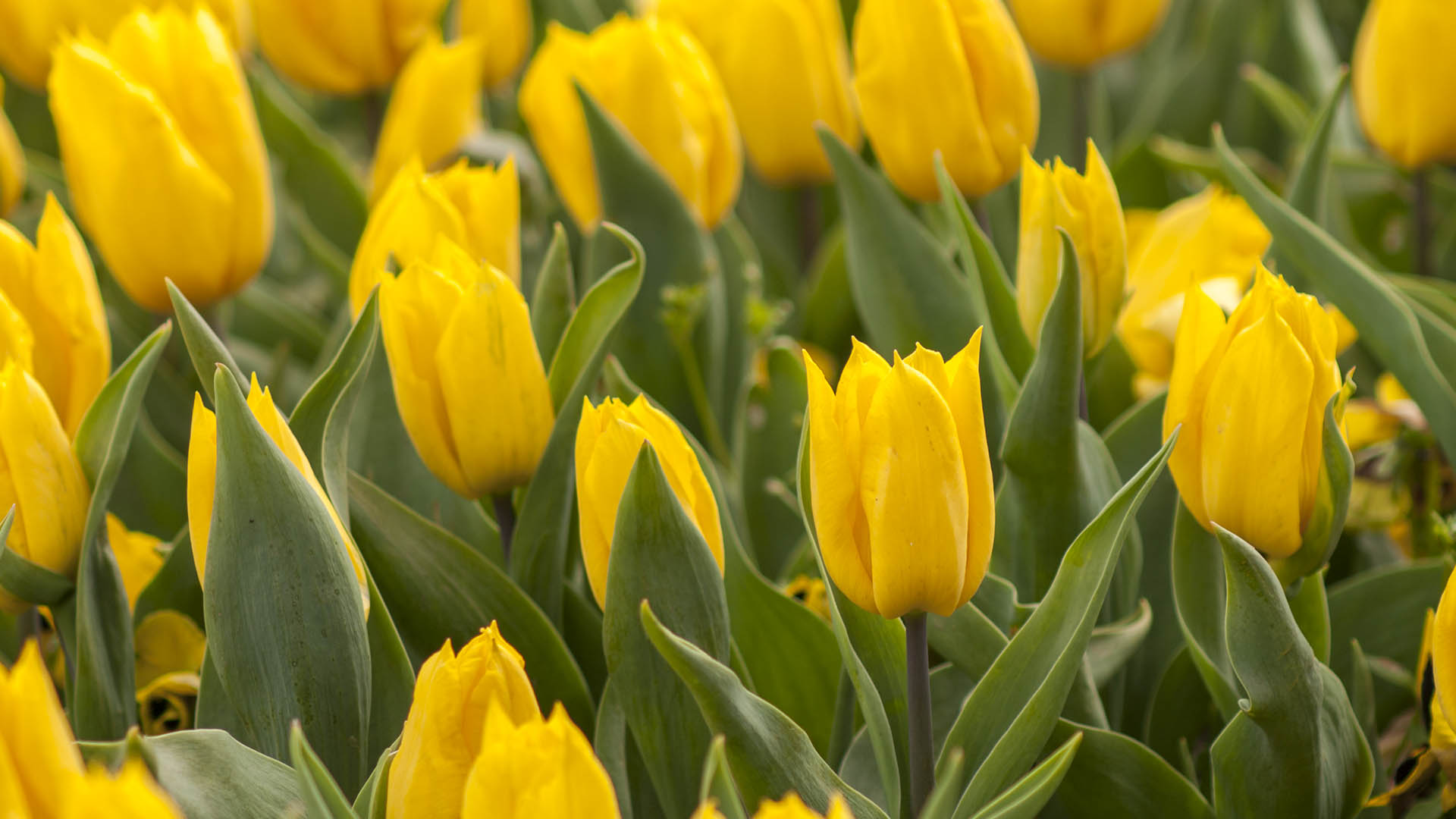 tradiciones-tulipan-amarillo.jpg