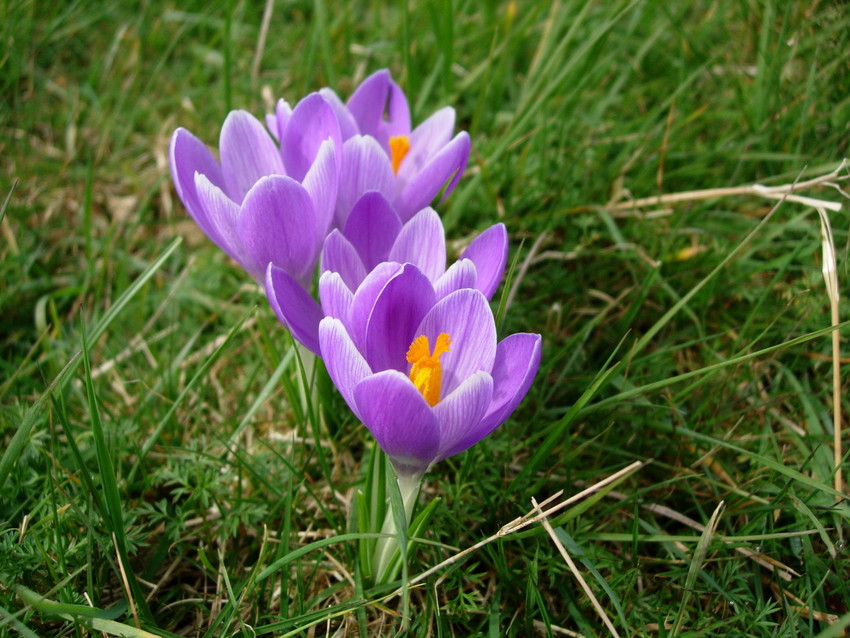 RS8780_Crocus tommasinianus_Kate Dent_02-scr.JPG