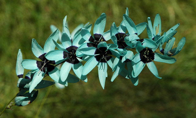 Ixia_viridiflora_msi.jpg