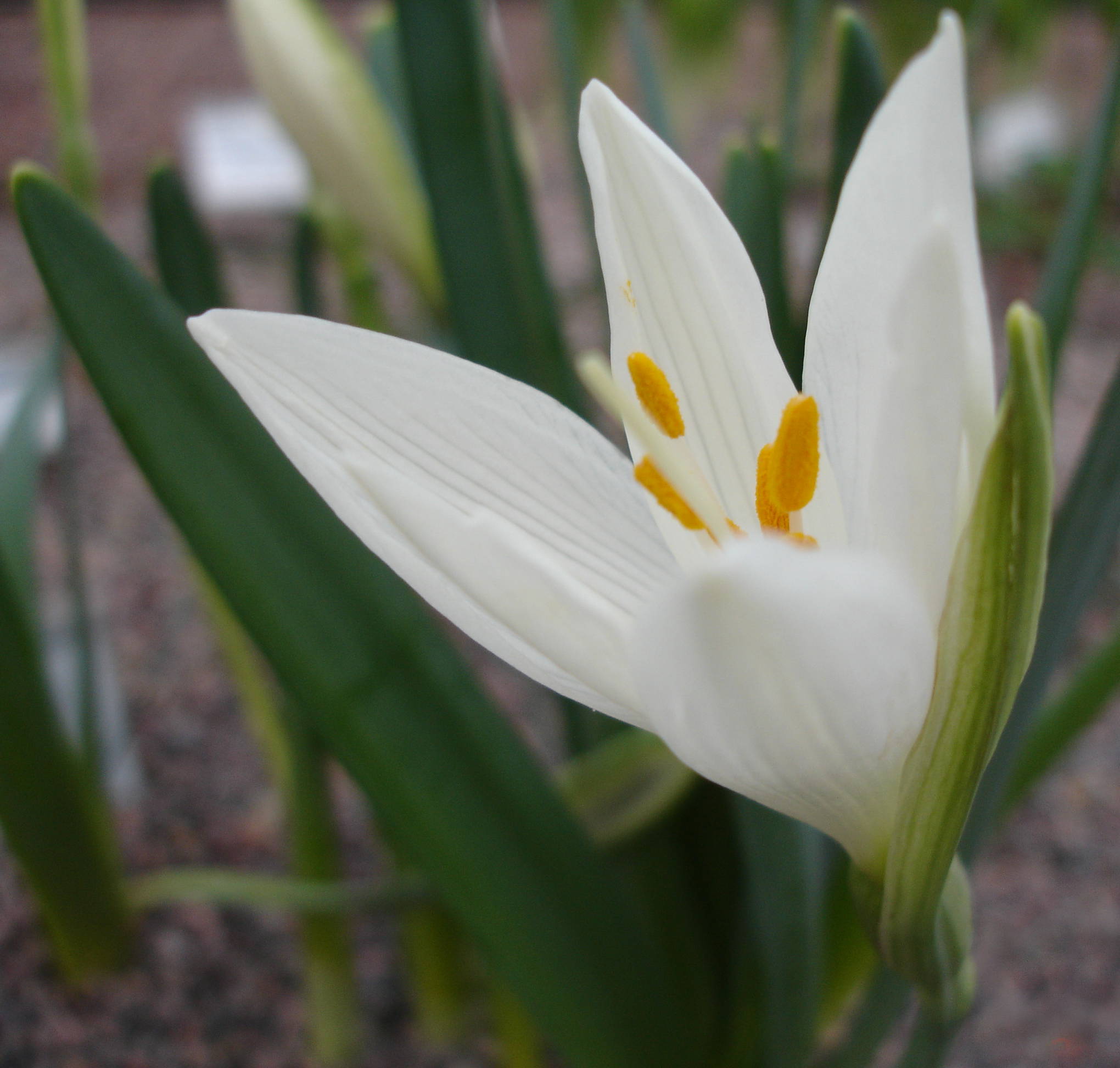 Sternbergia_candida1a.UME.jpg