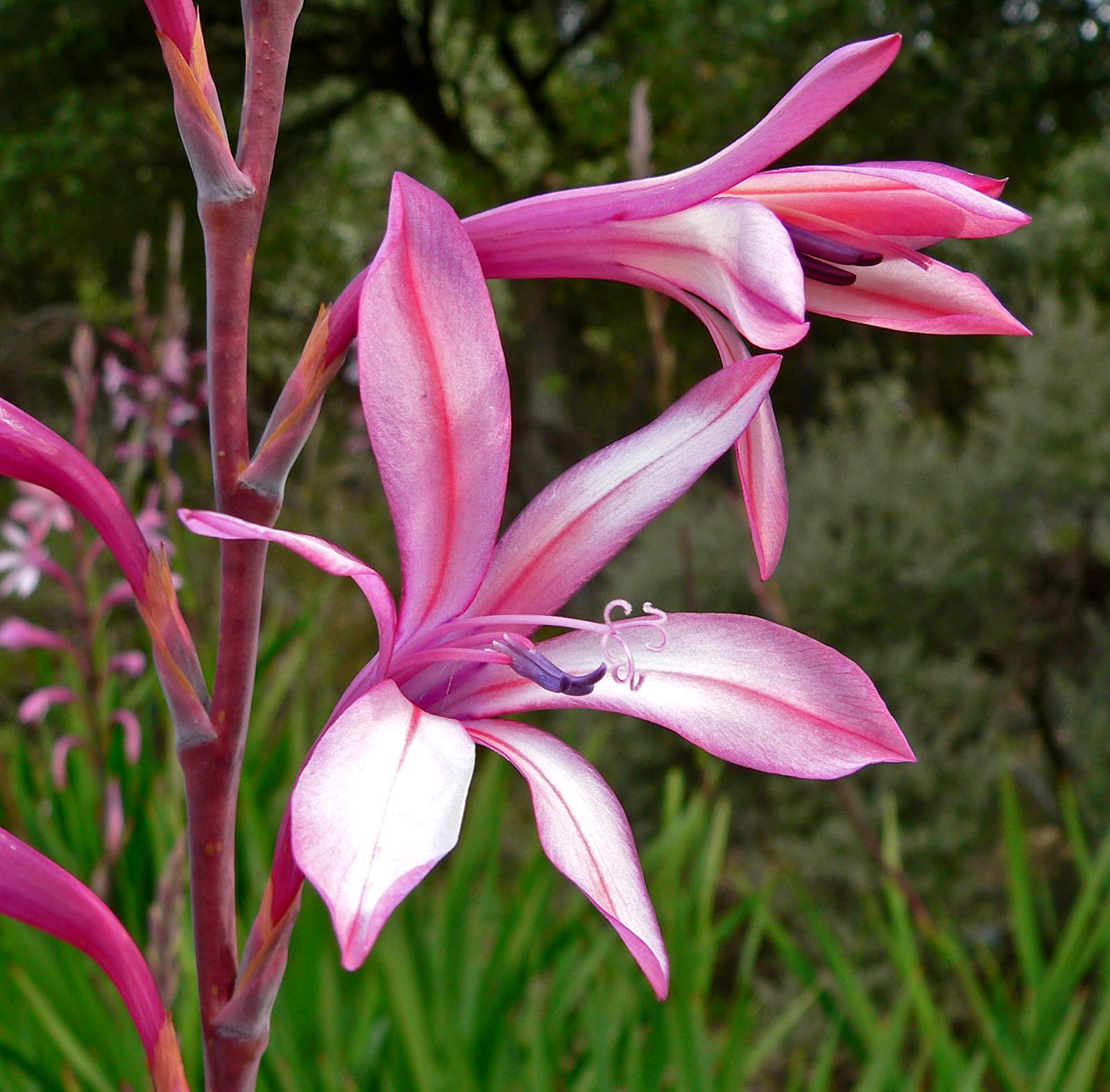 Watsonia_pyramidata_3.jpg