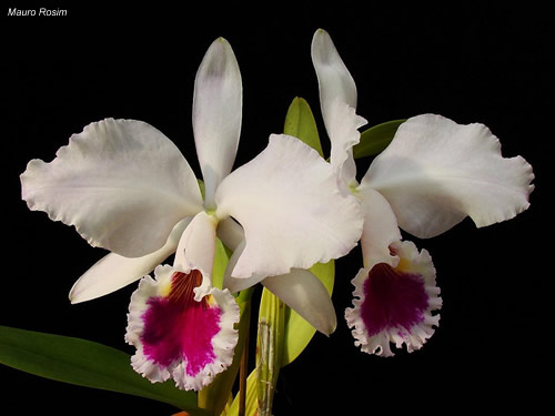 Cattleya-labiata-var.-rosada.jpg