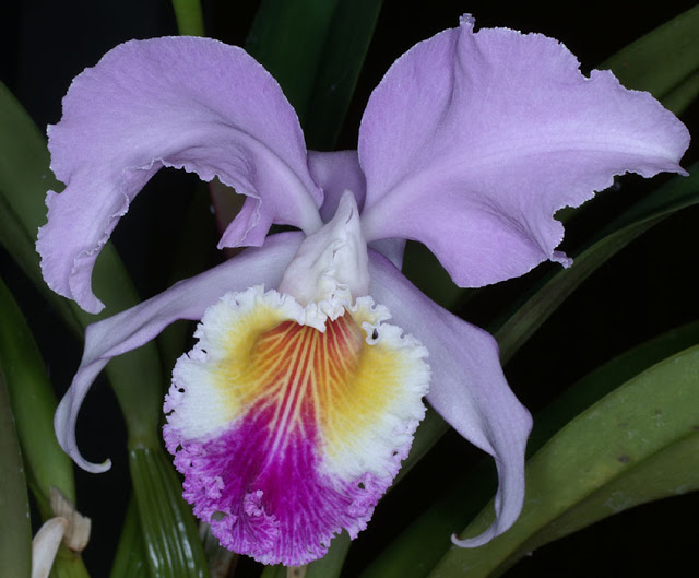 Cattleya-mendelii2.jpg