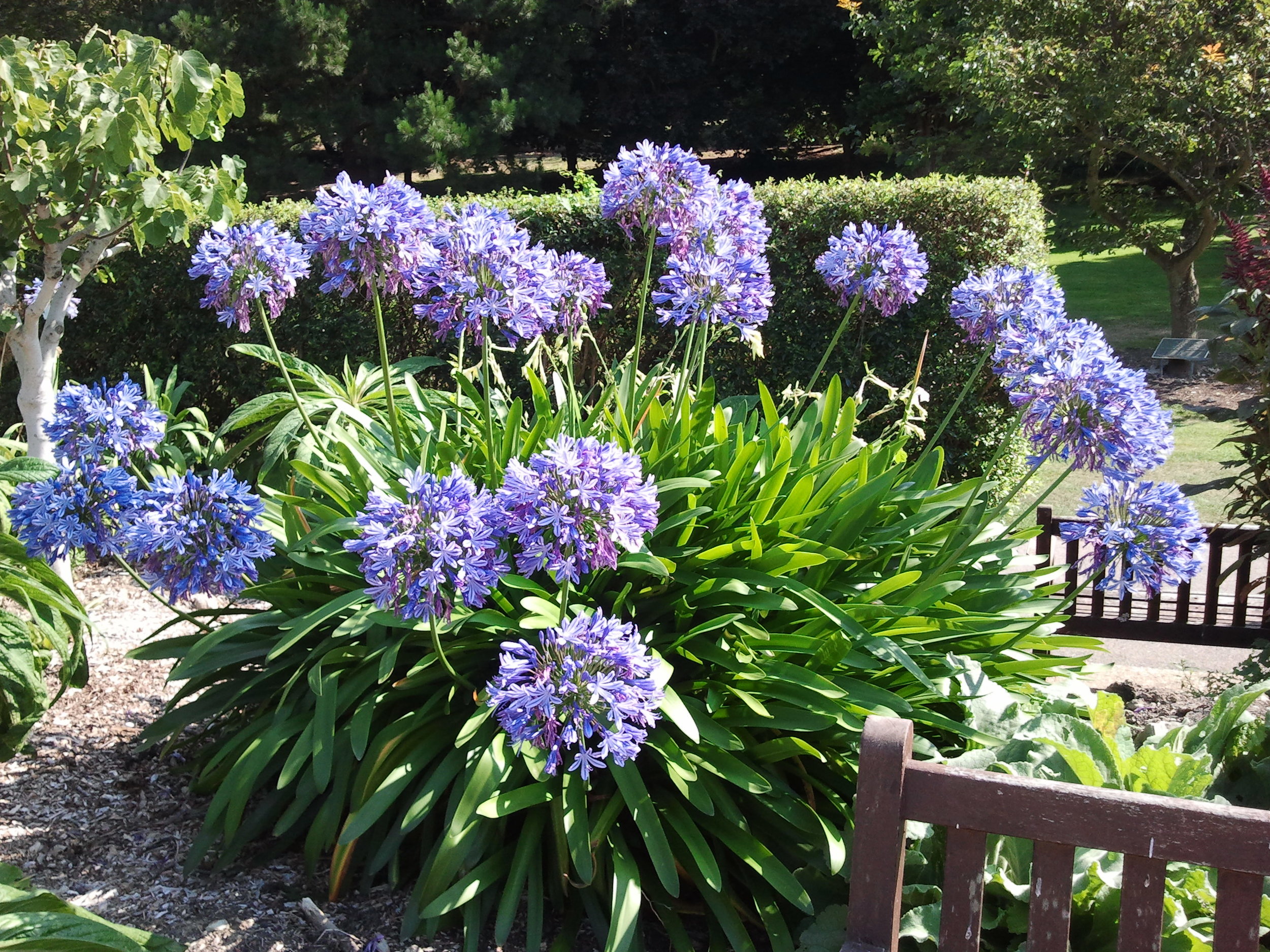 how-to-grow-agapanthus-in-a-pot.jpg