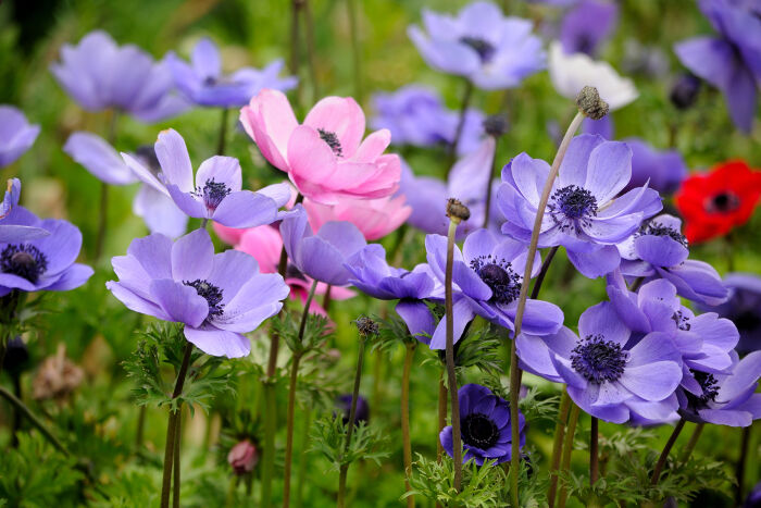 Anemone-Color-Meaning.jpg