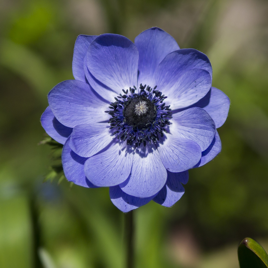 Anemone-Flower-5.jpg