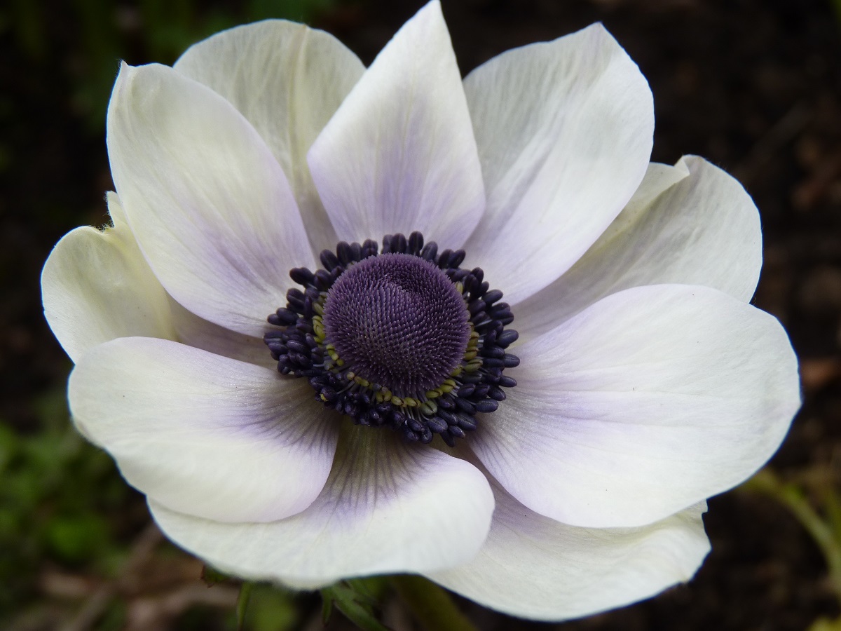 the-anemone-flower.jpg