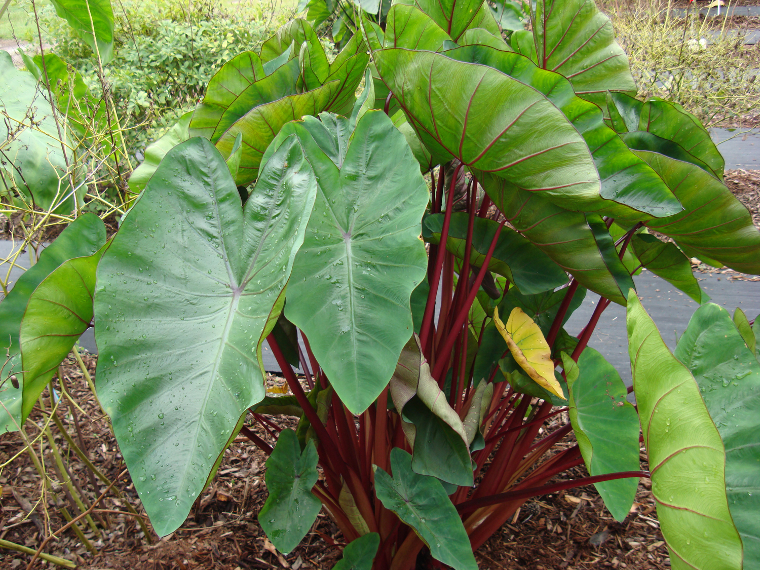 Colocasia-Hawaiian-Punch-004.jpg