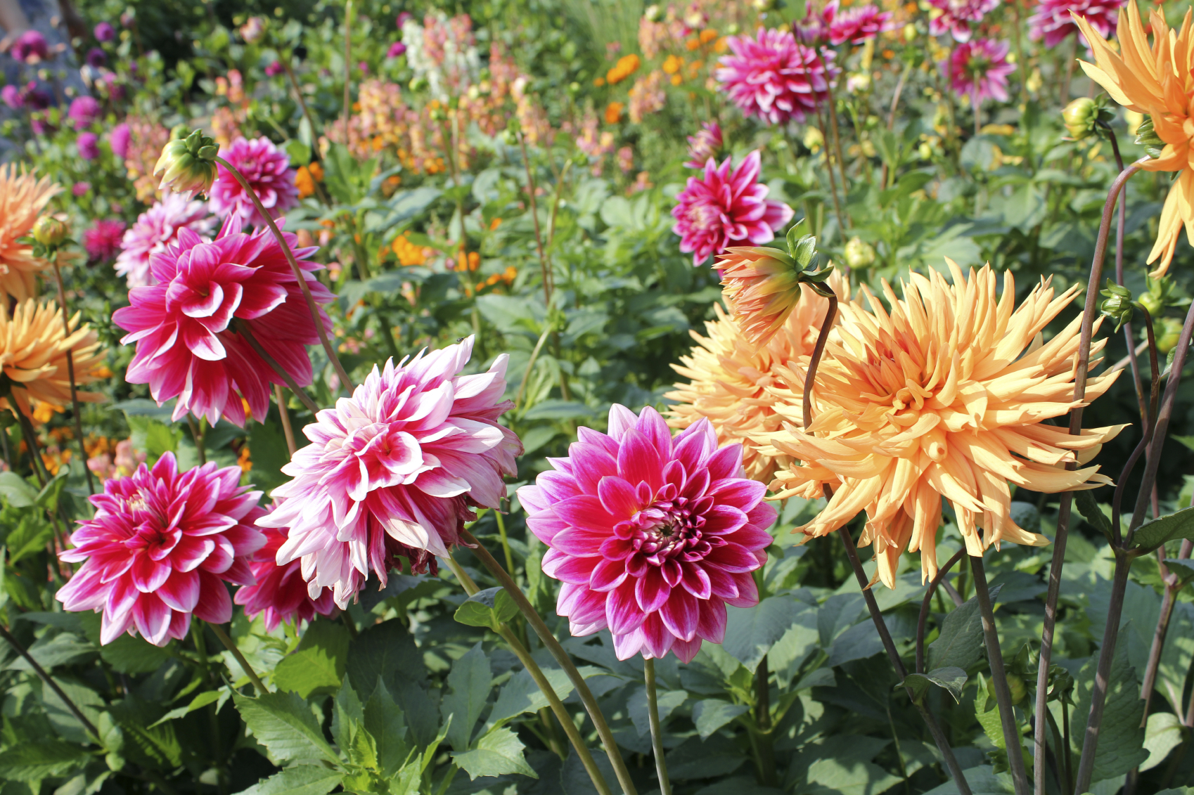 divide-dahlias.jpg