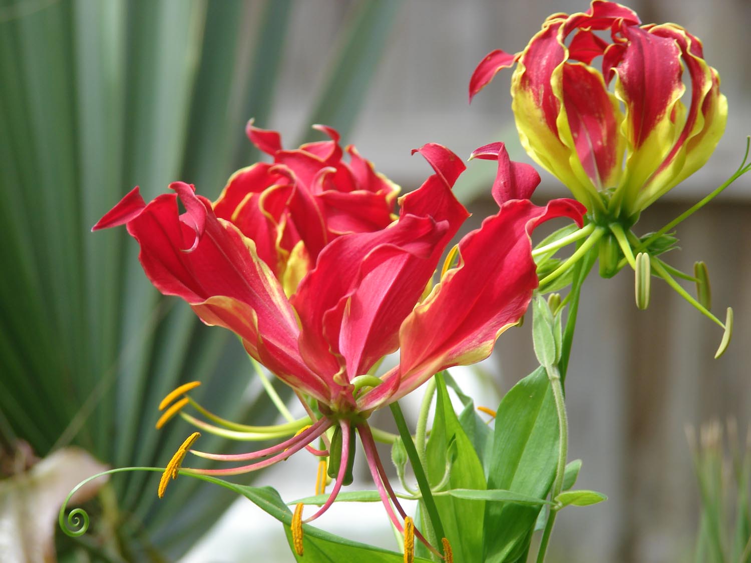 Gloriosa_superba3.jpg