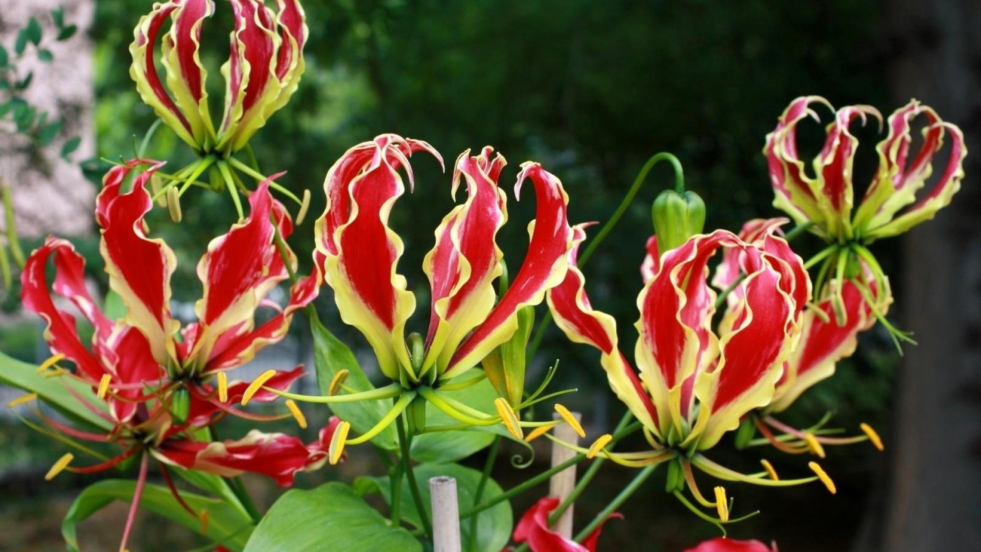 gloriosa_flowers_petals_unusual_leaves_41069_1920x1080.jpg