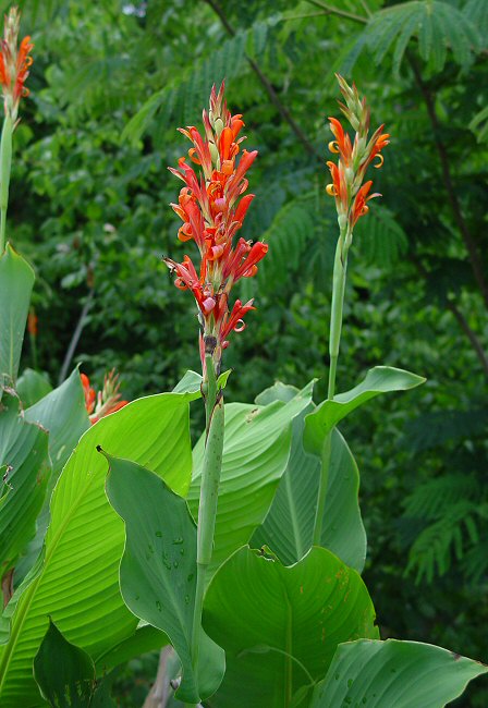 Canna_indica_plant.jpg