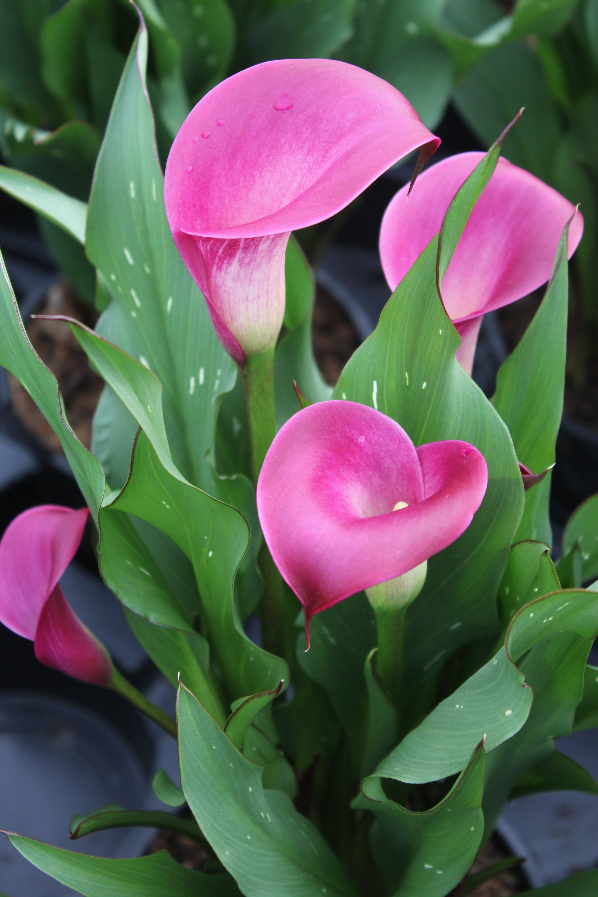 Zantedeschia-Sumatra.jpg