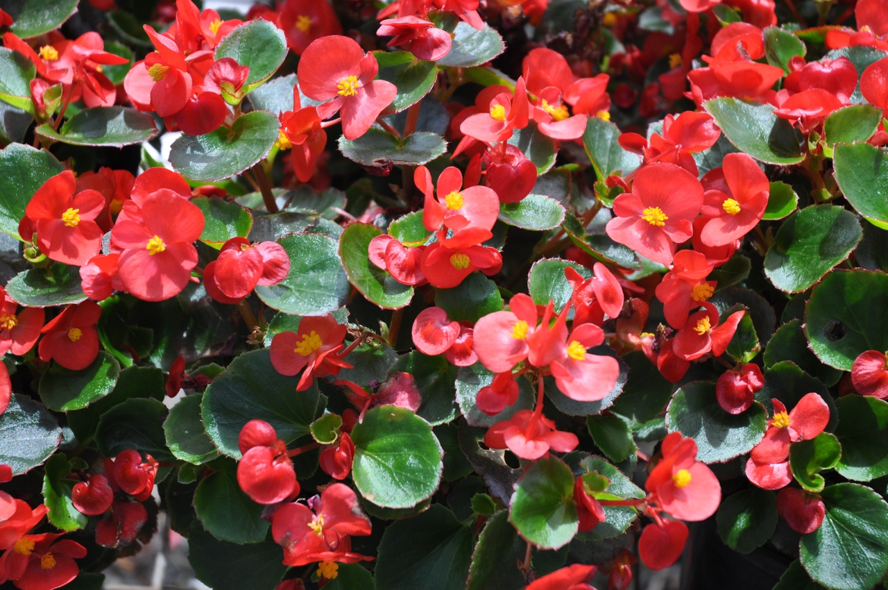 begonia-008.jpg