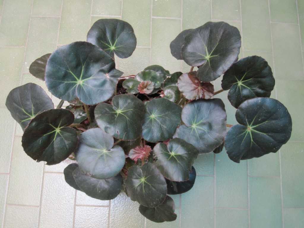 begonia-erythrophylla%E2%80%8F.jpg
