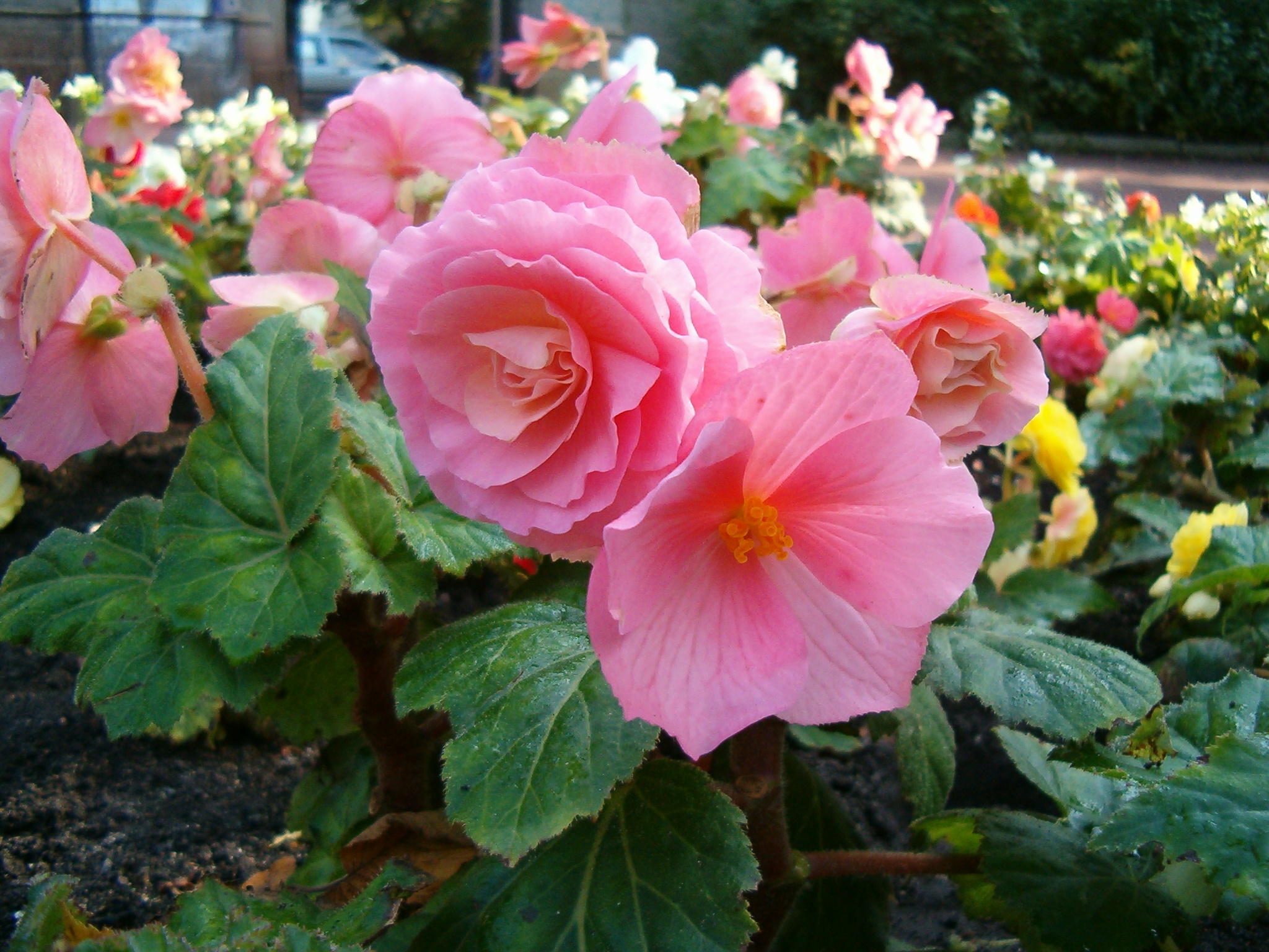 Begonia_x_tuberhybrida_1005Pink1.JPG