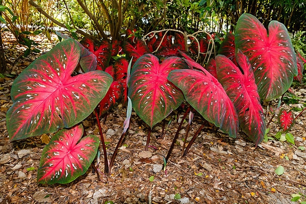 Caladium-bicolor-Holmes-Palacios--CC-BY.jpg