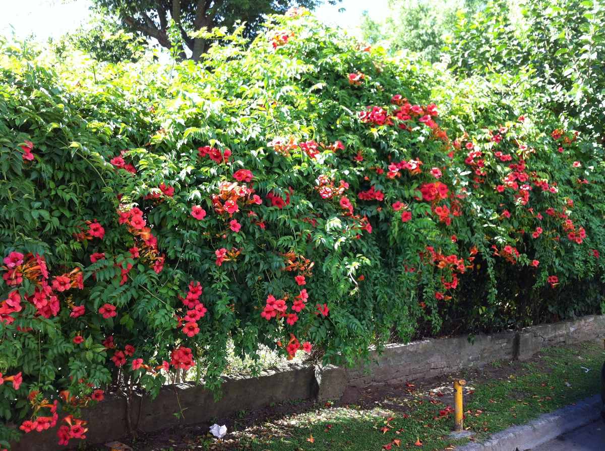 bignonia-roja-naranja-o-campsis-radicans-zmataderos-D_NQ_NP_636011-MLA20468272610_102015-F.jpg