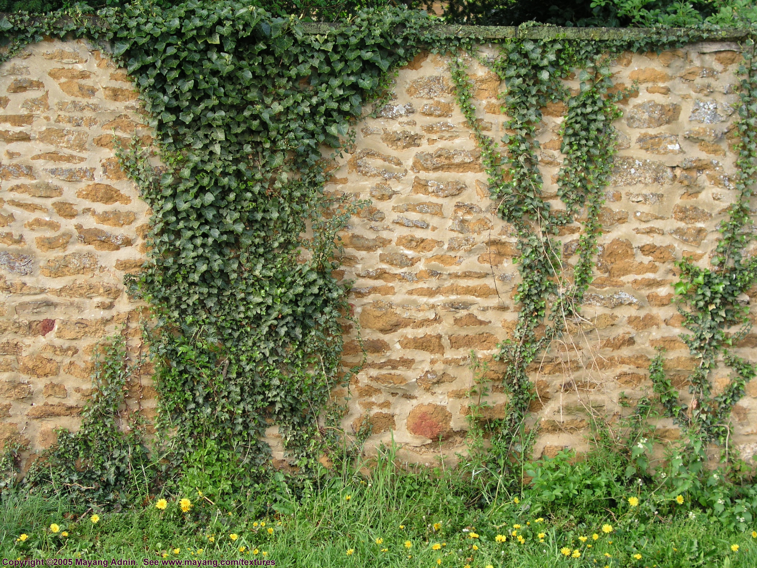 stone_wall_with_ivy_4193160.JPG