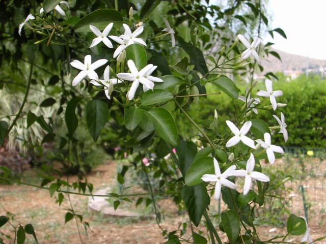 jasminum_azoricum_0.jpg