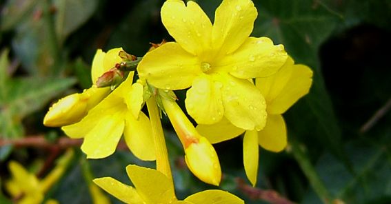 02-jasminum-nudiflorum-flor-medium.jpg