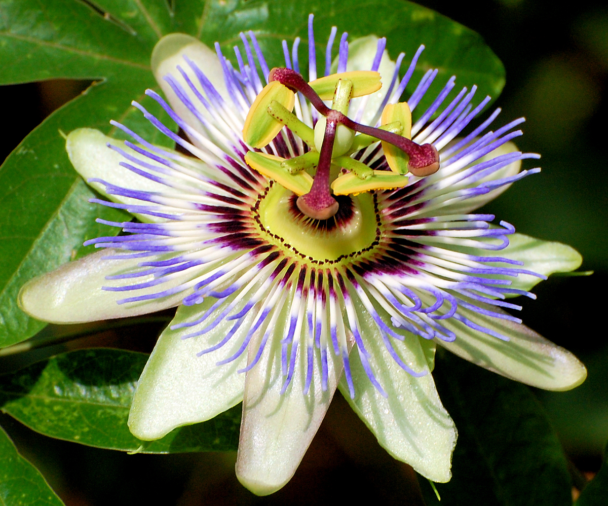 Passiflora_caerulea.jpg