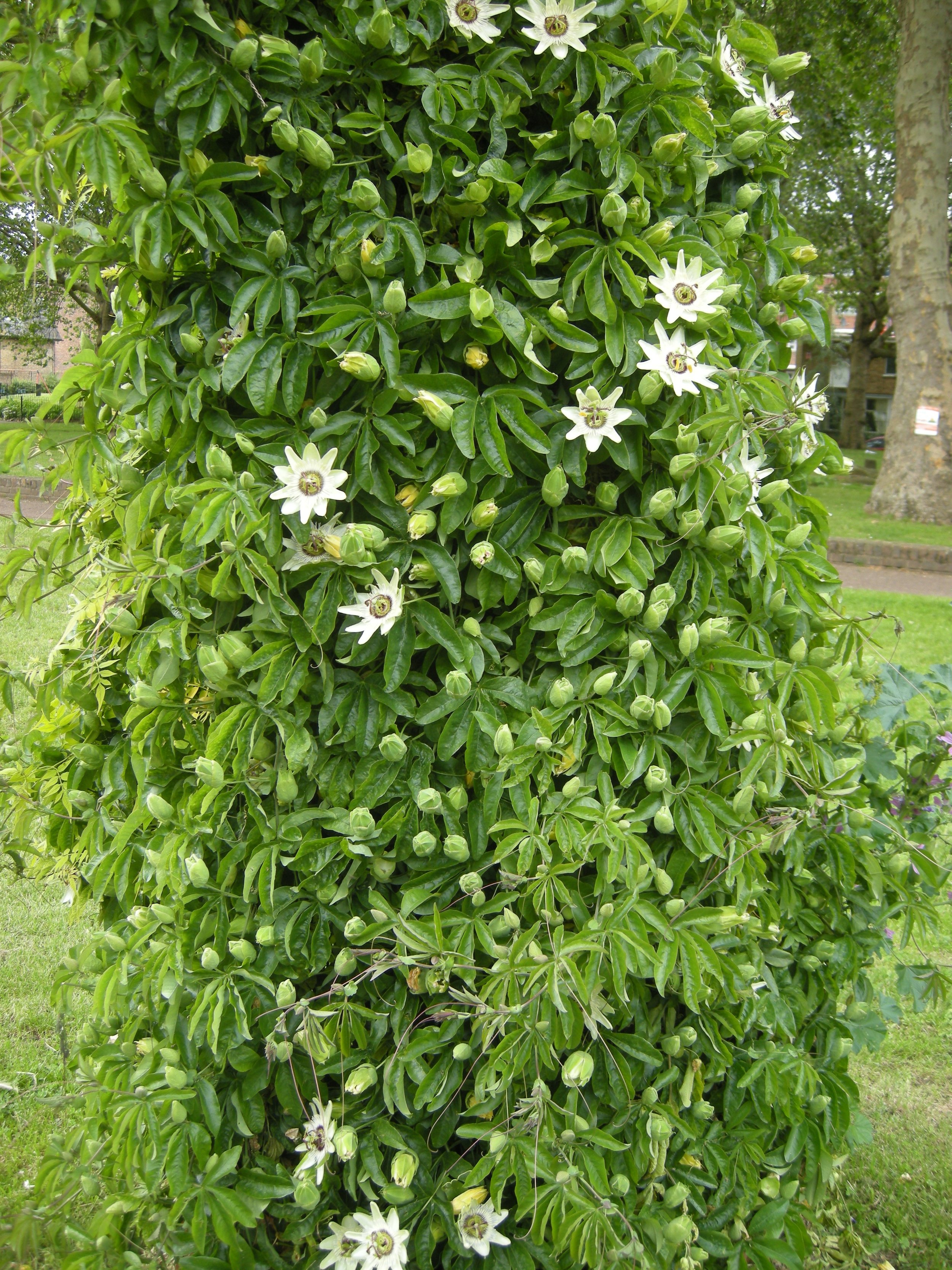 passiflora-caerulea-white-lightning-e1342423977210.jpg