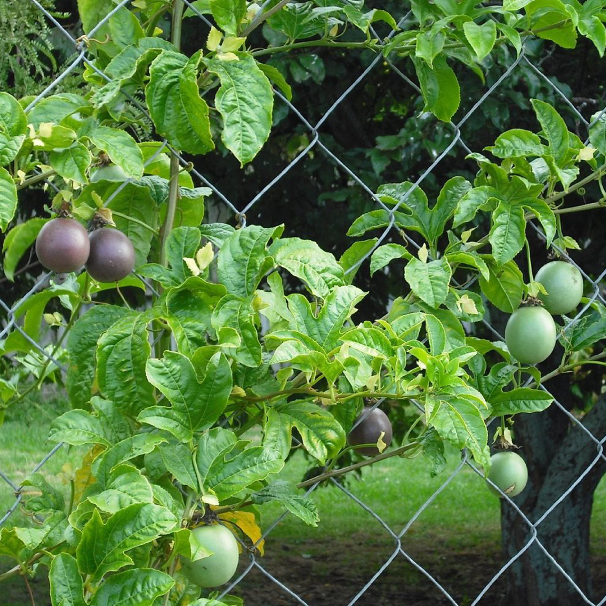 passion-fruit-passiflora-edulis-palm-beach-medicinal-herbs (4).jpg