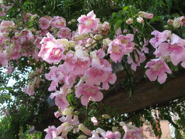 Podranea_ricasoliana_flowers_photo_file_76_KB.jpg