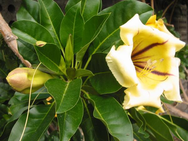 goldkelch_solandra-grandiflora-2-max600x450@75.jpg