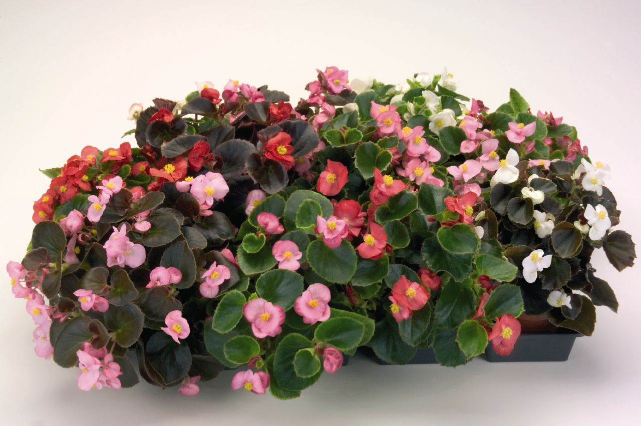 begonia-semperflorens-nightsprint-mix-c3850-2.jpg