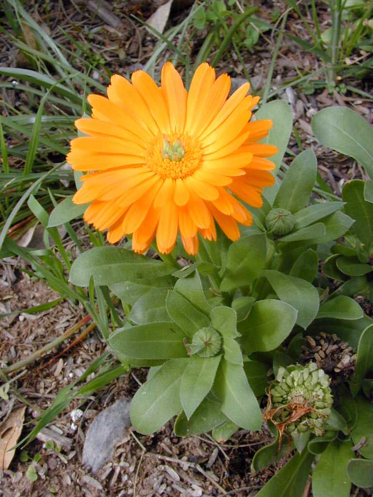 Calendula-officinalis.jpg