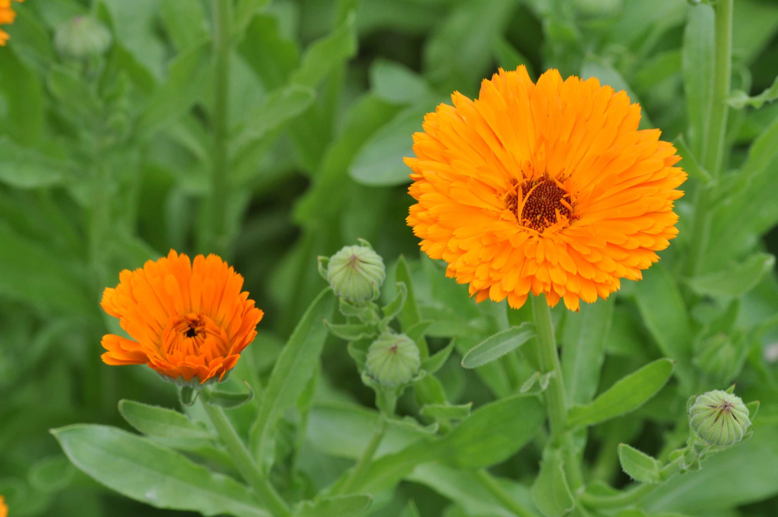 Calendula_officinalis_1a.jpg