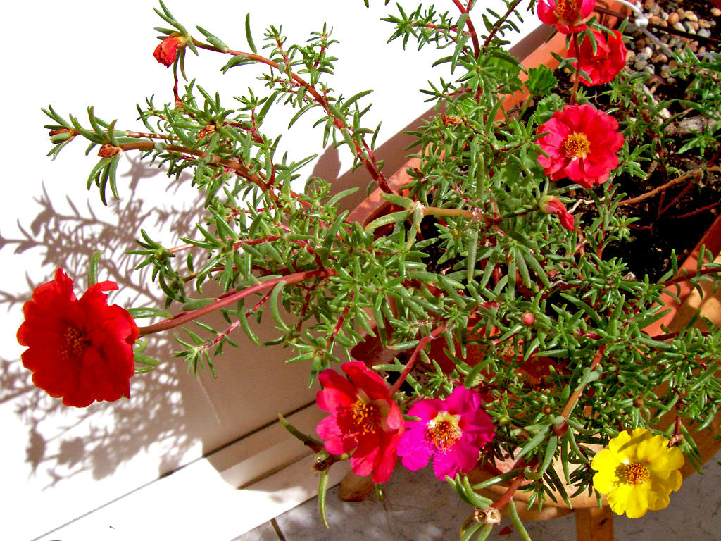 Portulaca-grandiflora-Moss-Rose-Eleven-OClock3.jpg