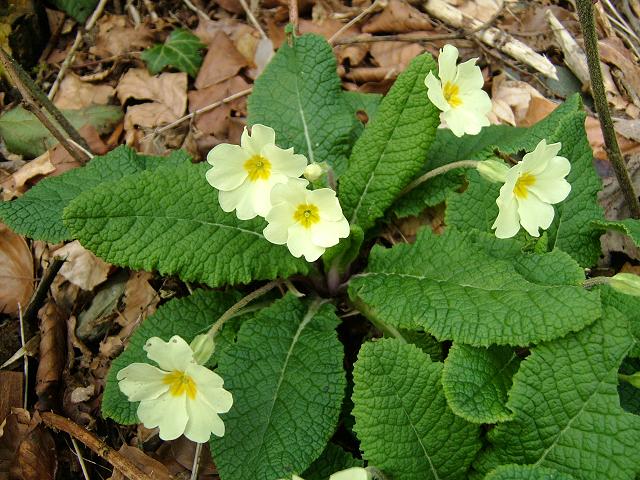 primula_vulgaris_primrose_flowering_plant_19-04-04.jpg