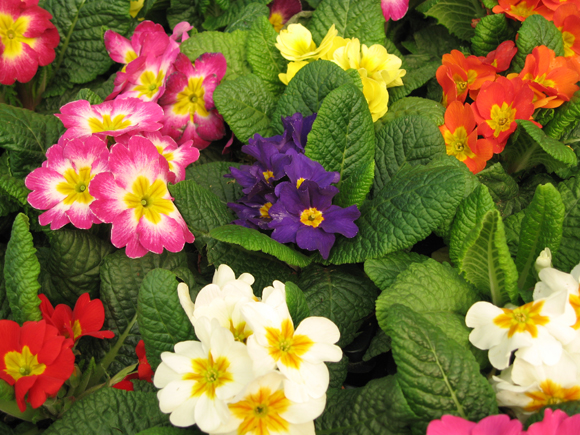 Primulas1.jpg