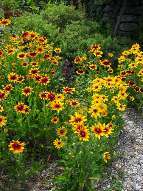 Rudbeckia-Hirta-at-the-Edge-of-the-Secret-Garden-Entry-ⓒ-2010-Michaela-at-TGE.jpg