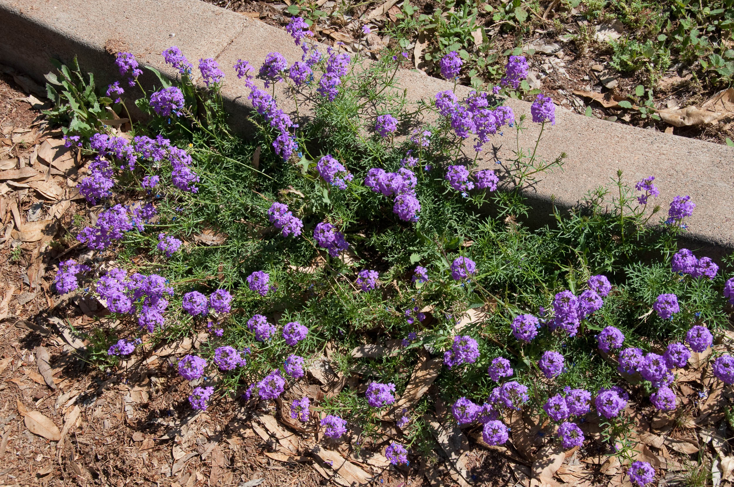 Verbena_x_hybrida-10C71028FE.jpg